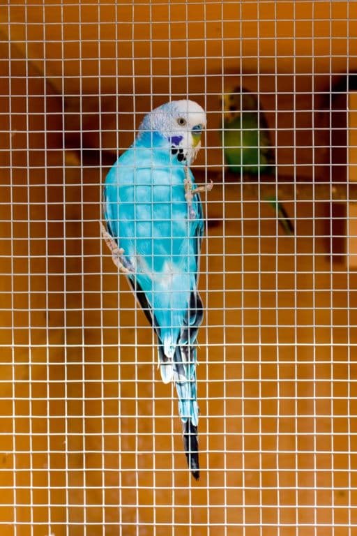 Ambassador Cage & Aviary Welded Panel - 0.6 x 0.9m Mesh size: 13x13mm