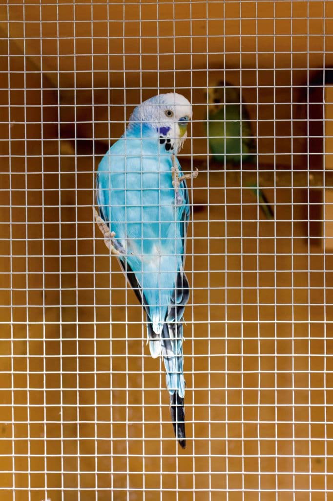 Ambassador Cage & Aviary Welded Panel - 0.6 x 0.9m Mesh size: 50 x 50mm