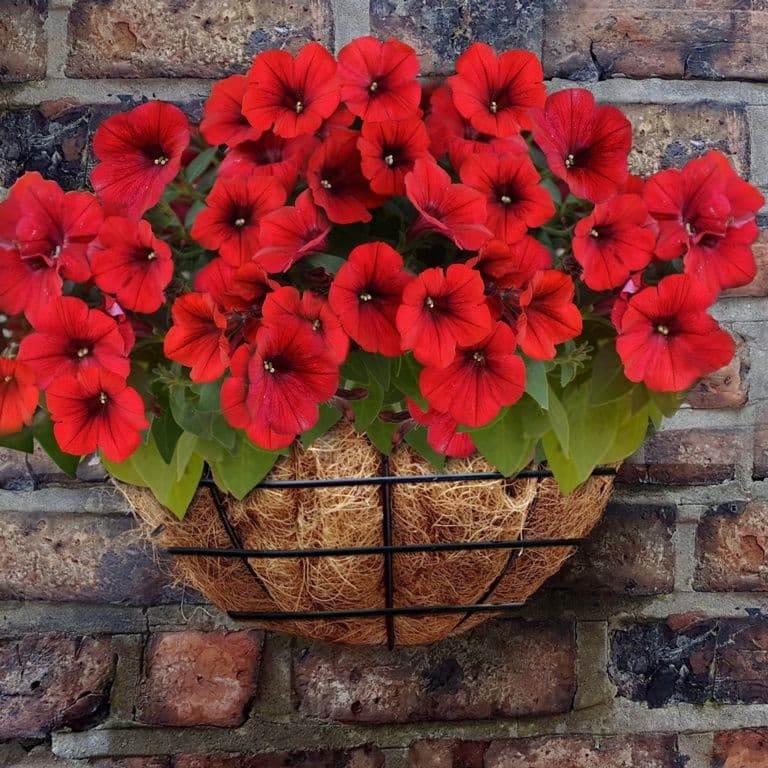 Ambassador Wire Wall Basket - 16"