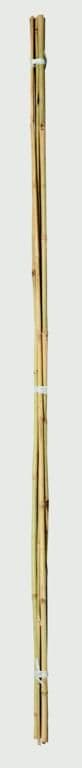 Ambassador Bamboo Canes - 2' Pack of 20