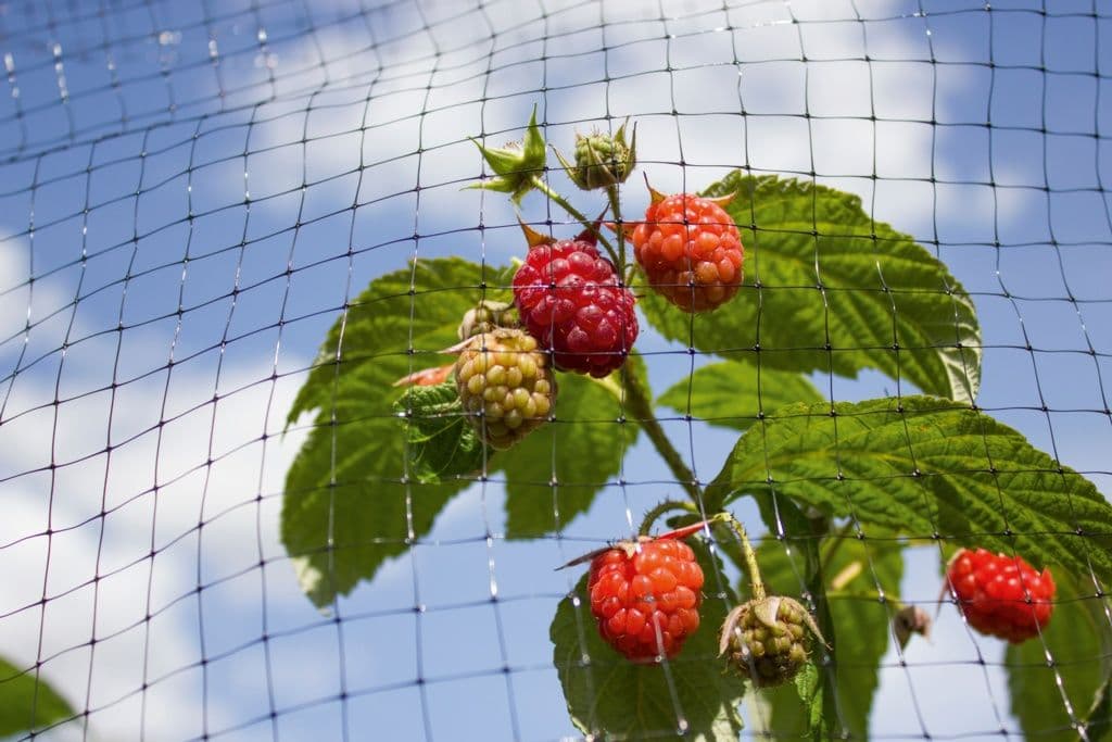Ambassador Black Fruit Cage Net - 150m x 2m