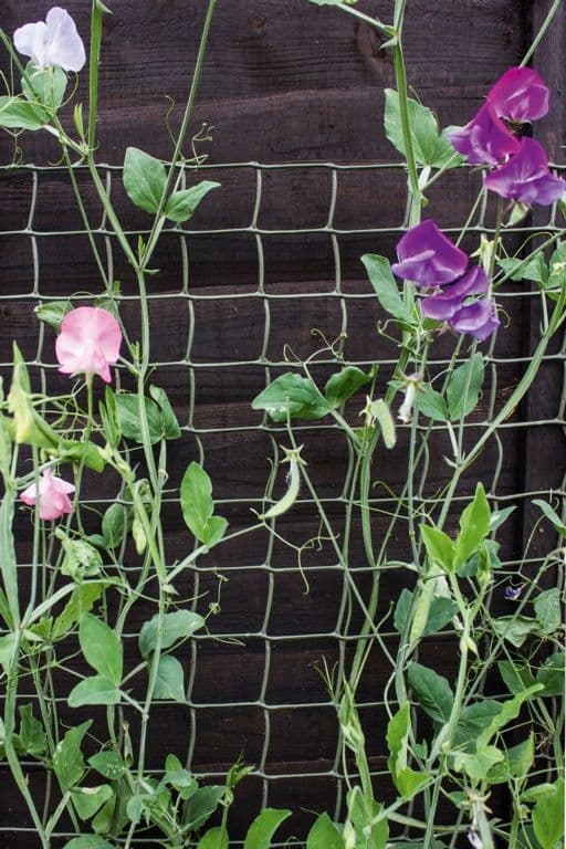 Ambassador Climbing Plant Support Green - 30 x 0.5m