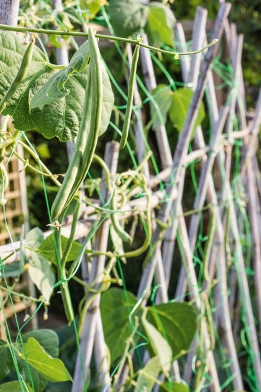 Ambassador Pea & Bean Net - 4 x 2m – Status Home Care