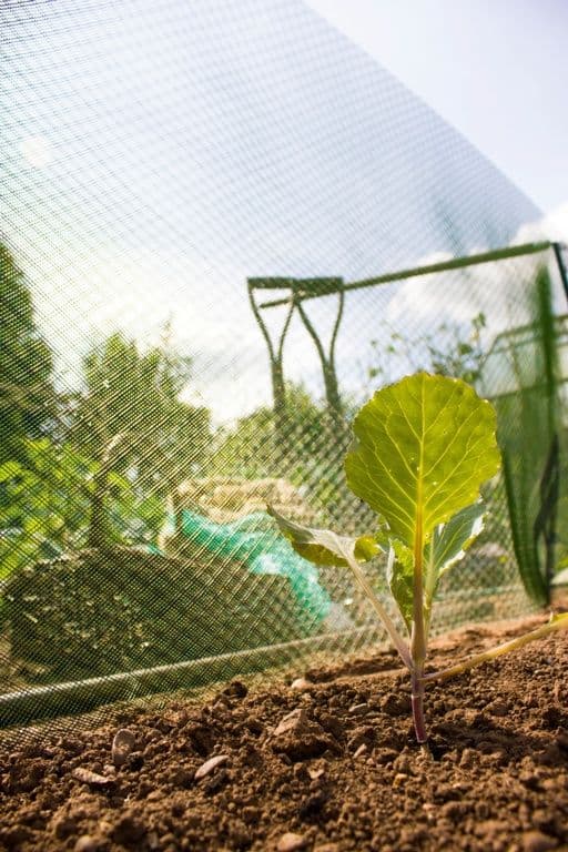 Ambassador Plant Shading - 10m x 660mm