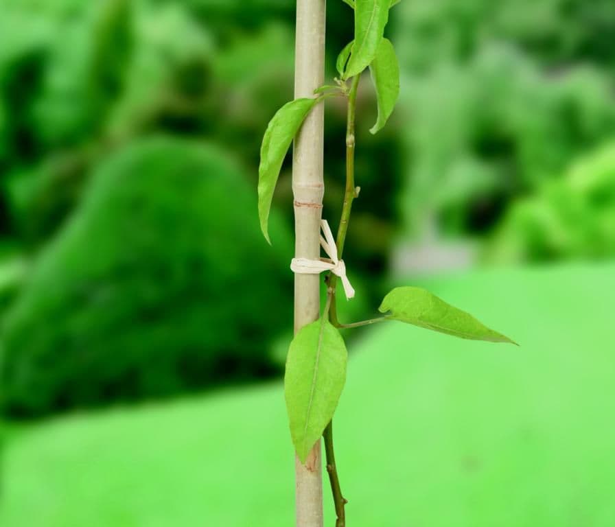 Ambassador Raffia - 80gm