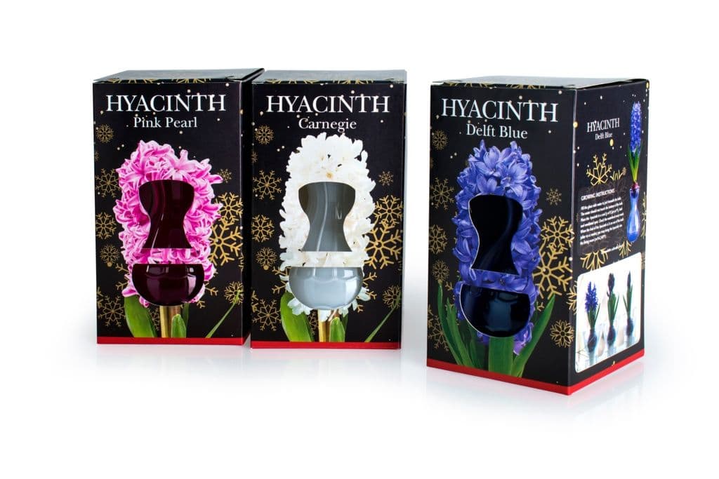 Deree Glass Kits - Hyacinth