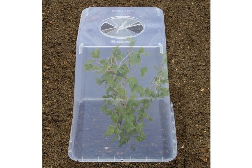 Garland Square Cloche Cover - 32cm