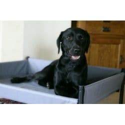 Henry Wag Elevated Dog Bed - Large
