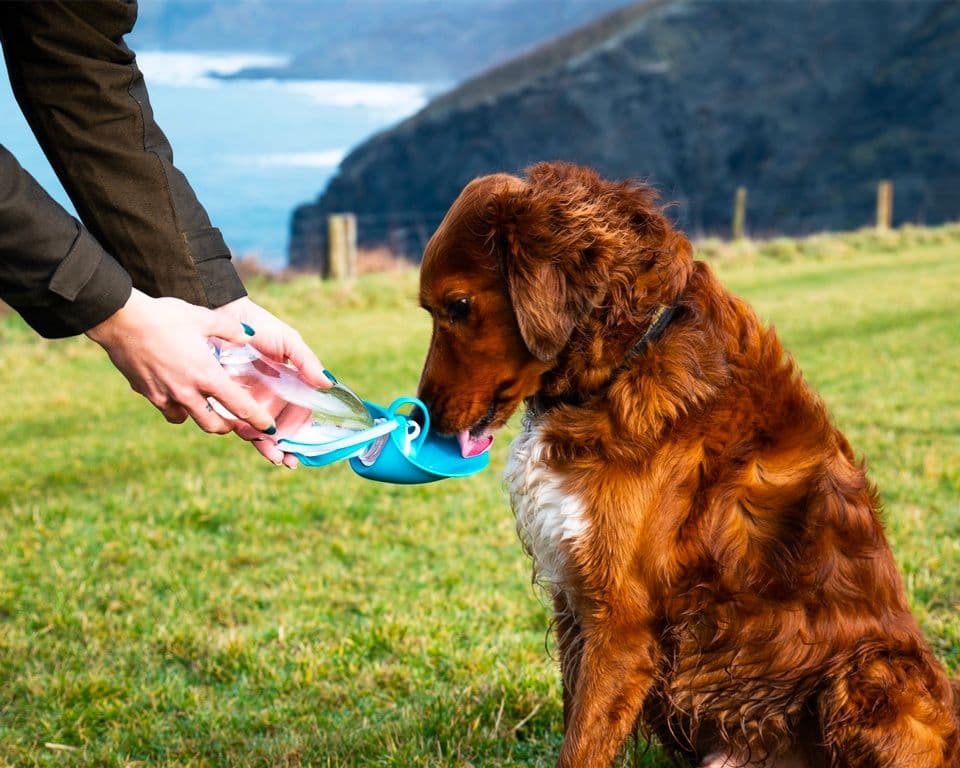 Henry Wag Water Bottle With Leaf Bowl - Blue