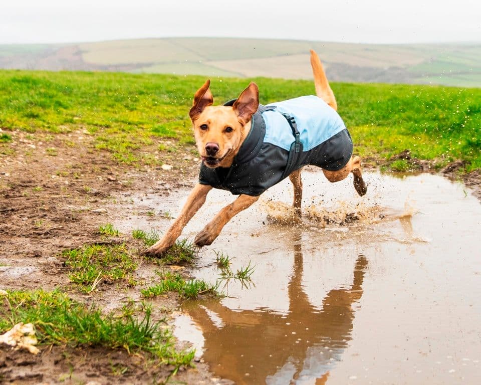 Henry Wag Waterproof Dog Coat - Large 55cm