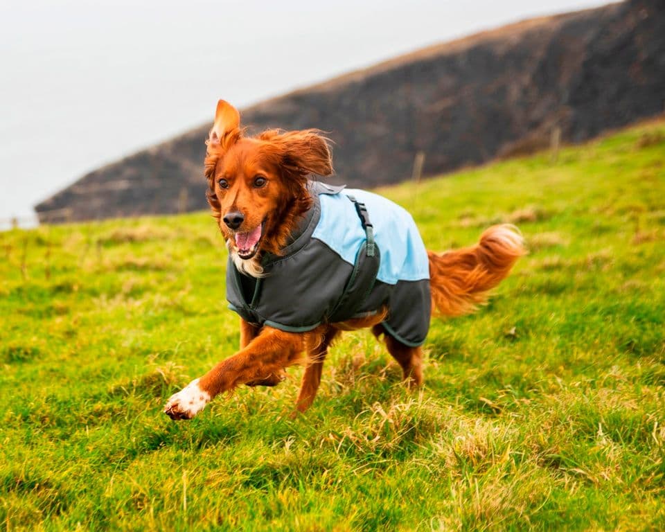 Henry Wag Waterproof Dog Coat - Medium 45cm